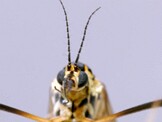 Macro
